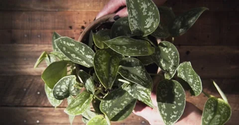 Potting a Plant Video stock 145281246