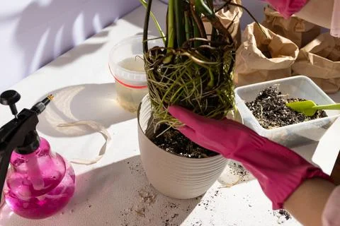 Potting Plants Essential Techniques and Knowledge for Successful Gardening and Stock Photos