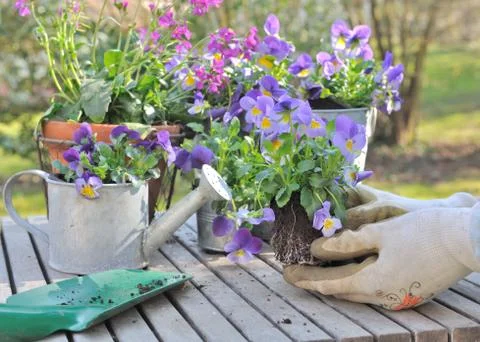 Potting spring flower Stock Photos