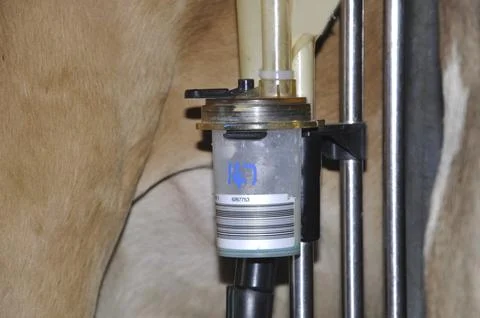 Pottle on herd testing equipment in dairy, West Coast, New Zealand, Oceania Stock Photos