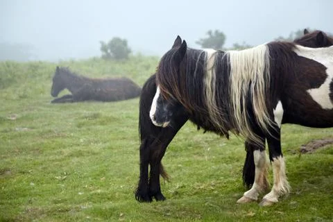 Pottok is breed native to the Pyrenees of the Basque Country, horse grazing Stock-Fotos