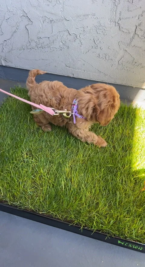 Potty Trainign a Cavapoo Stock Footage 271077510