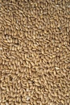 Pouerd wheat Stock Photos