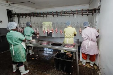 Poultry  Abattoir Chicken Processing Stock Photos