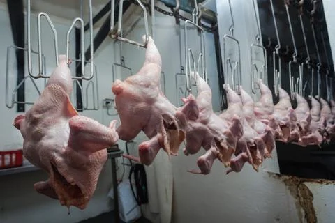 Poultry Abattoir Processing Stock Photos