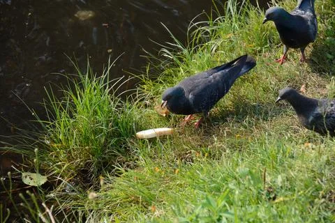 Poultry and bread 2 Stockfoto's