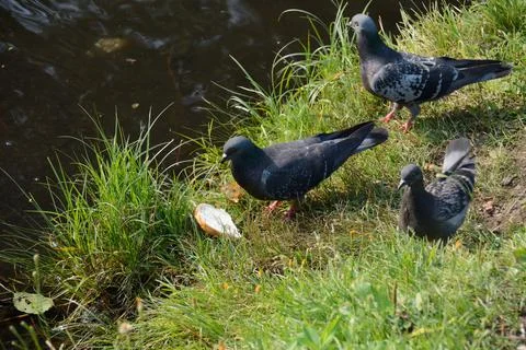 Poultry and bread 4 Stockfoto's