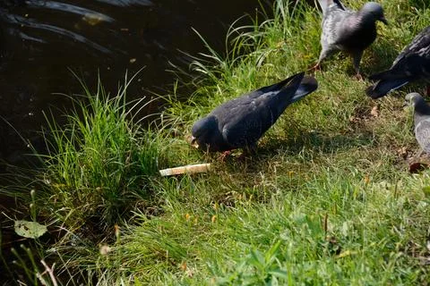 Poultry and bread Stockfoto's