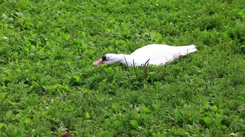 Poultry and grass Stock Footage 10574227