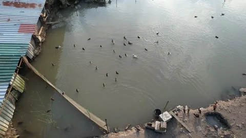 Poultry and pond Video stock 267898110
