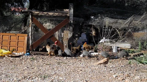 Poultry and Turkey 2 Vídeos de archivo 39948639