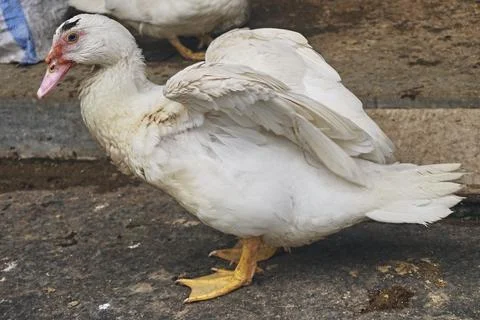 Poultry animal Stock Photos