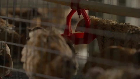 Poultry animals kept inside the steel cages at the livestock farming plant Stock Footage 280945859