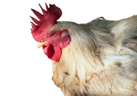 Poultry animals Stock Photos