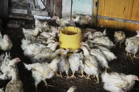 Poultry animals Foto stock