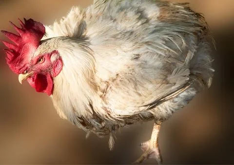 Poultry animals Stock Photos