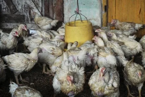 Poultry animals Stock Photos