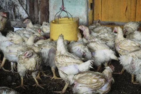 Poultry animals Stock Photos