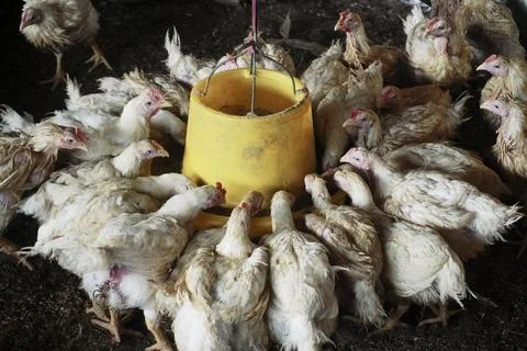 Poultry animals Stock Photos