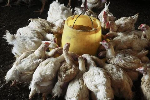 Poultry animals Foto stock