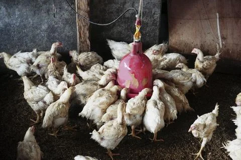 Poultry animals Stock Photos