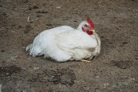 Poultry animals Stock Photos
