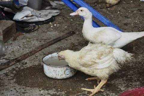 Poultry animals Stock Photos