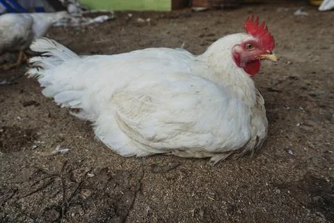 Poultry animals Stock Photos