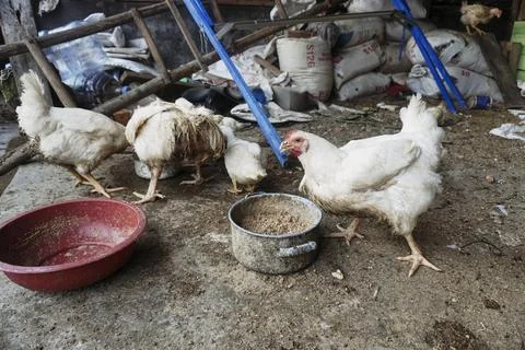 Poultry animals Stock Photos