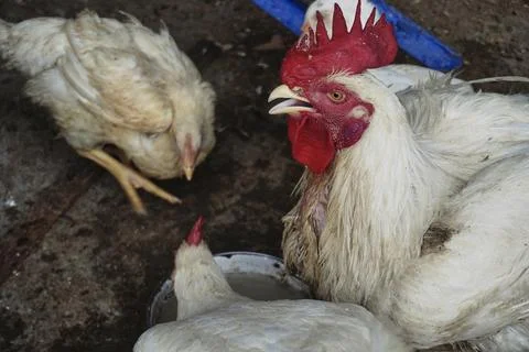 Poultry animals Stock Photos