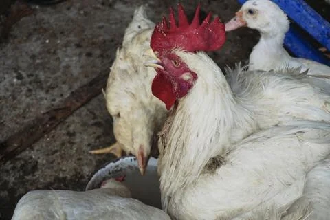 Poultry animals Stock Photos