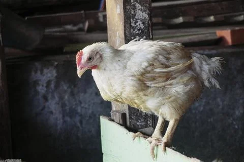 Poultry animals Stock Photos