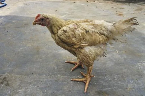 Poultry animals Stock Photos