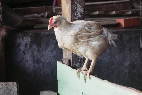 Poultry animals Stock Photos