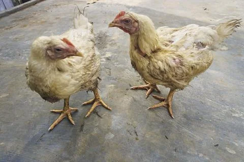 Poultry animals Stock Photos