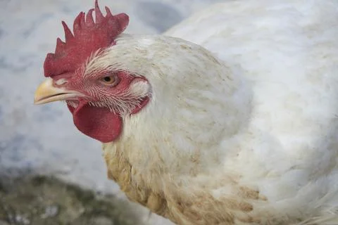 Poultry animals Stock Photos