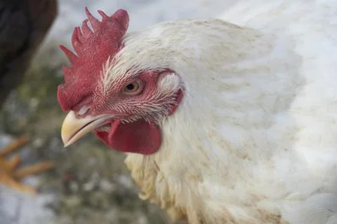 Poultry animals Foto stock