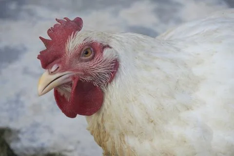 Poultry animals Stock Photos