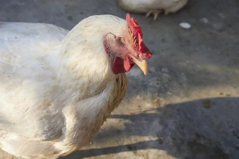 Poultry animals Stock Photos