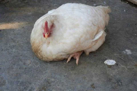 Poultry animals Stock Photos