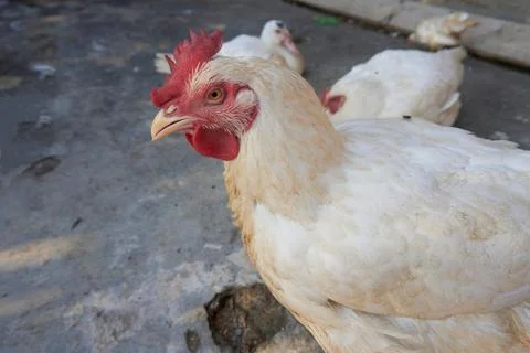 Poultry animals Stock Photos