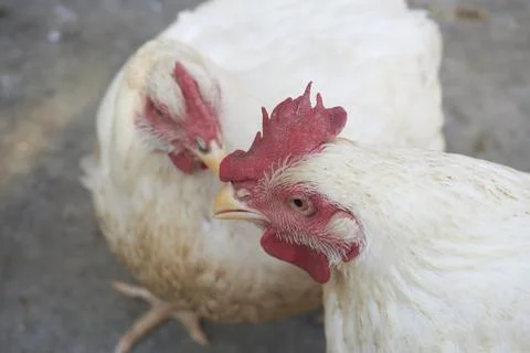 Poultry animals Stock Photos