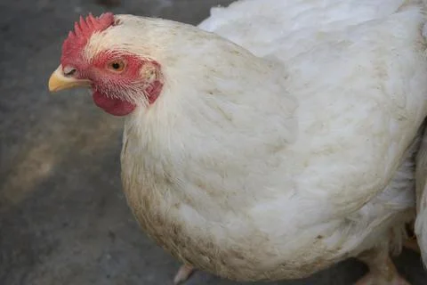 Poultry animals Stock Photos