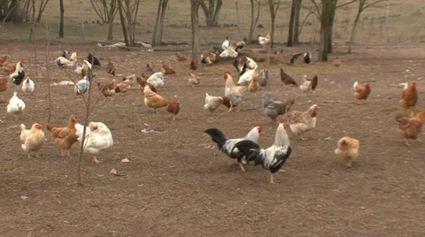 Poultry in a backyard roam free and peck grain Vídeo Stock 35626322