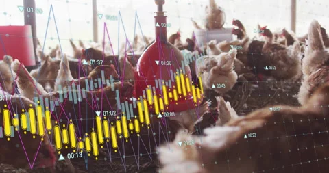Poultry barn scene animating hens crowding around red nipples, displaying line Vídeo Stock 308386991