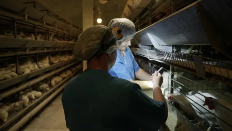 Poultry Bird Livestock Checked By Veterinary Specialists At Animal Farm Stock Footage 263242828