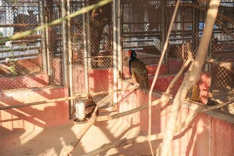 Poultry in a cage Stock Photos