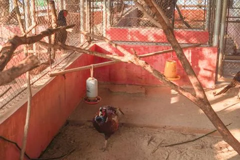 Poultry in a cage Stock Photos