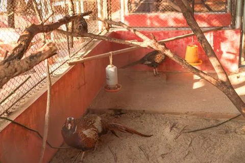Poultry in a cage Stock Photos