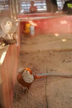 Poultry in a cage Stock Photos